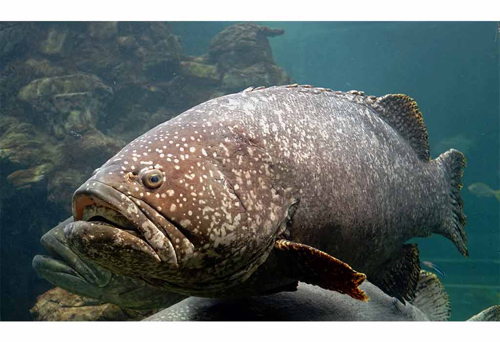 Queensland Grouper