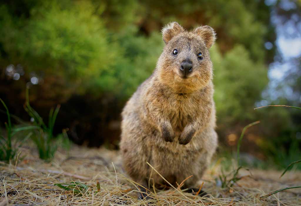 Quokka Wallaby