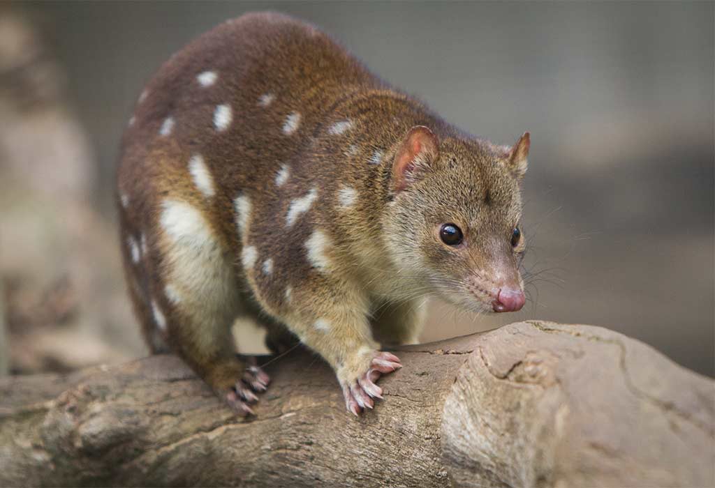 Quoll Rat