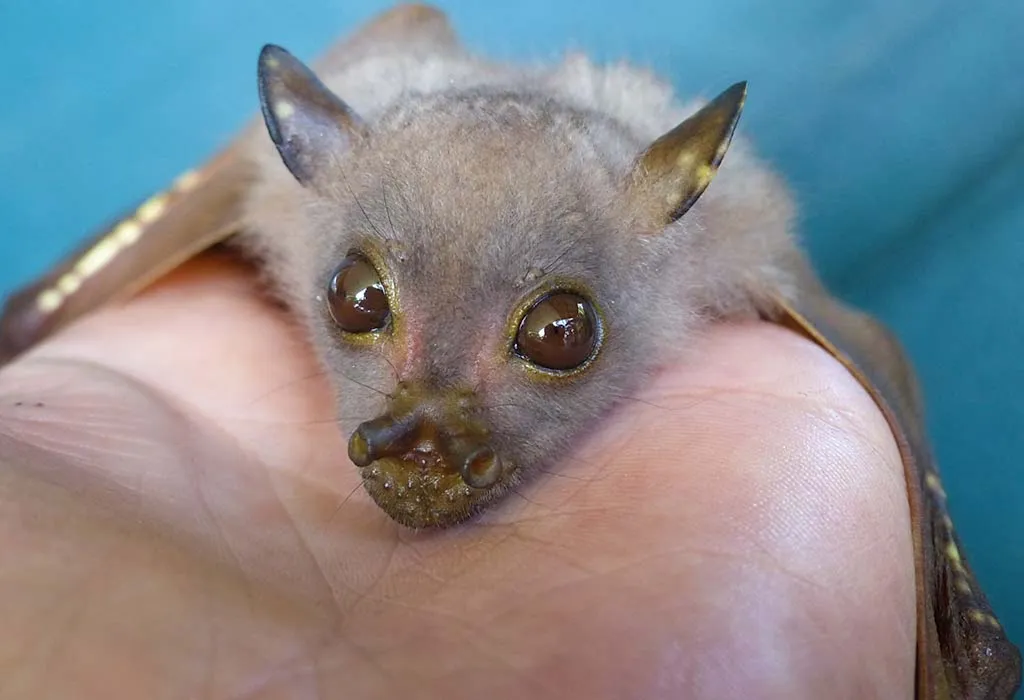 Queensland Tube-nosed Bat