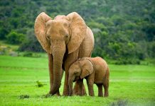 Elephant Essay in Hindi