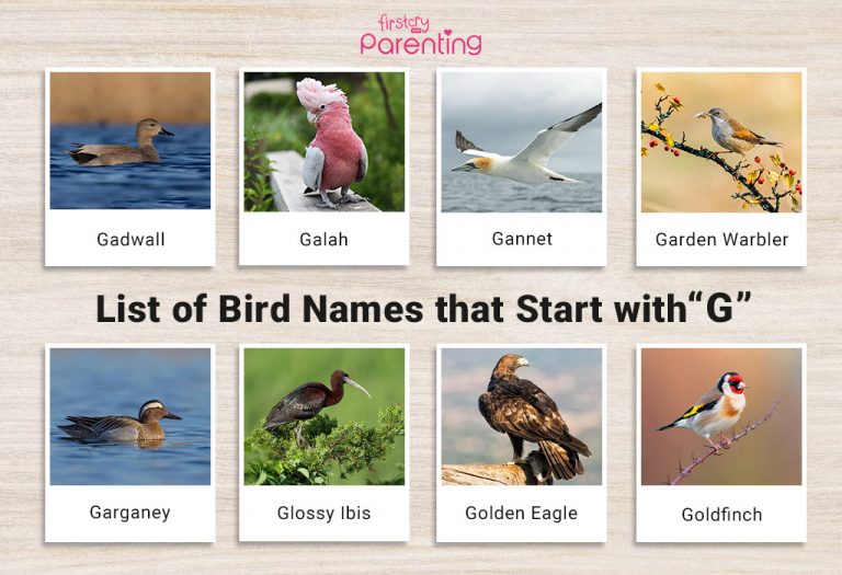 List of Birds That Start With G