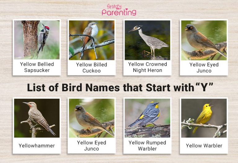 List of Birds That Start With Y