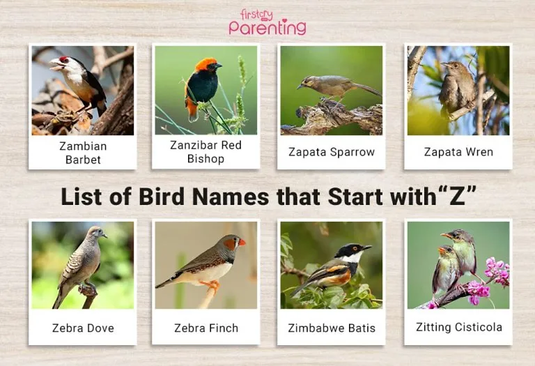 List of Birds That Start With Z