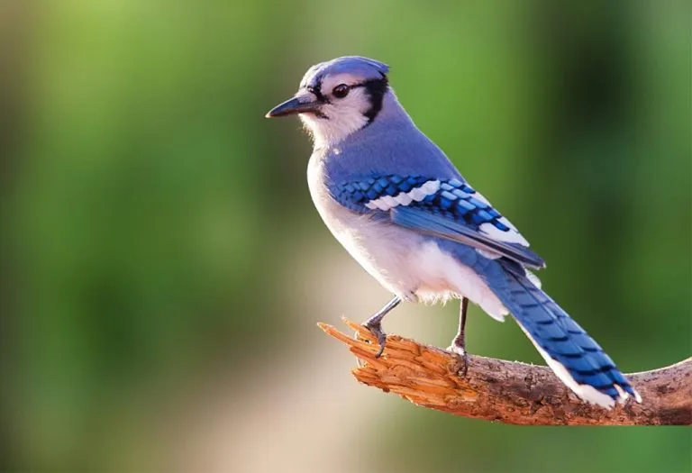 Essay on If I Were a Bird – 10 Lines, Short and Long Essays