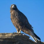 List of Birds That Start With G