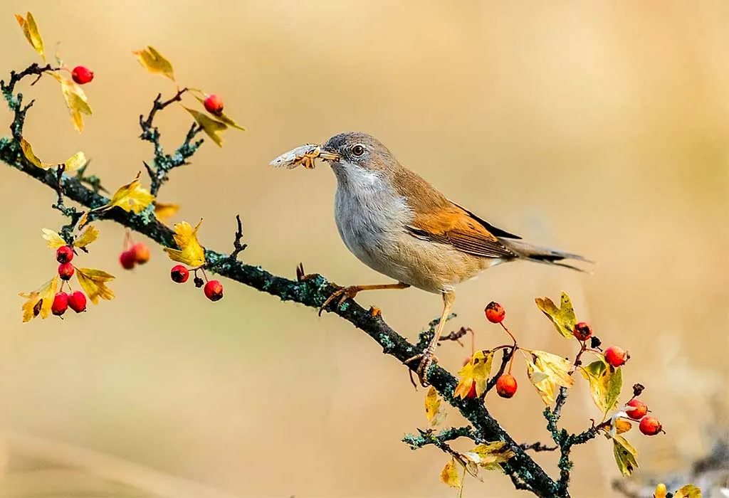 Garden Warbler