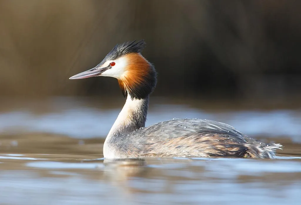 Great Crested Grebe