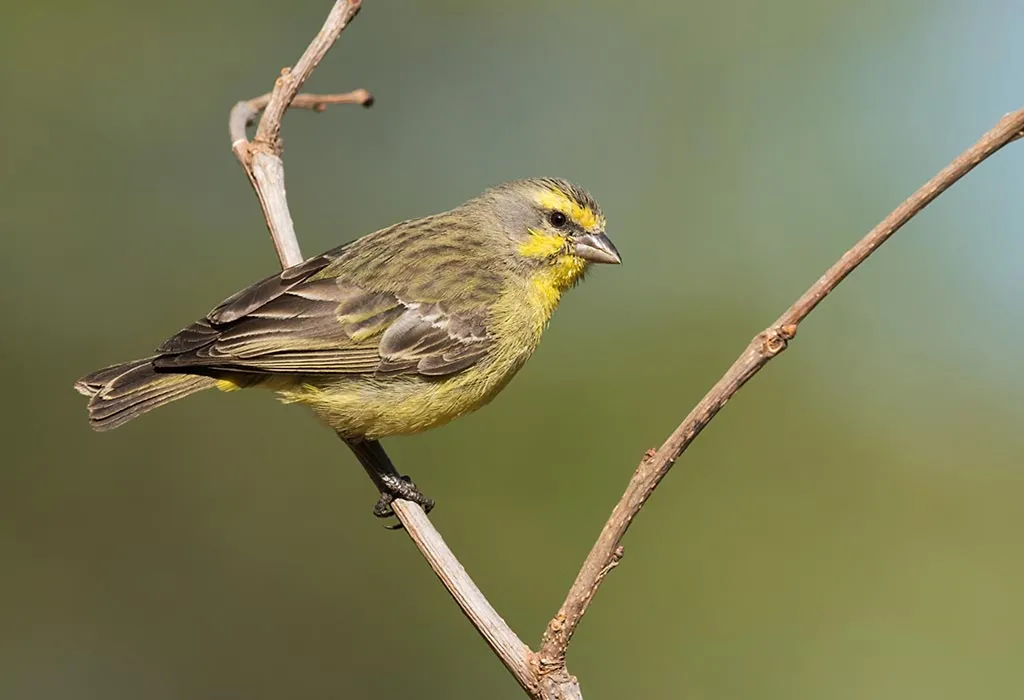 Yellow-Fronted Canary