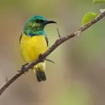 List of Birds That Start With Z
