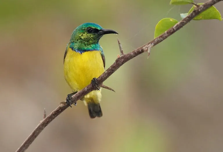 List of Birds That Start With Z