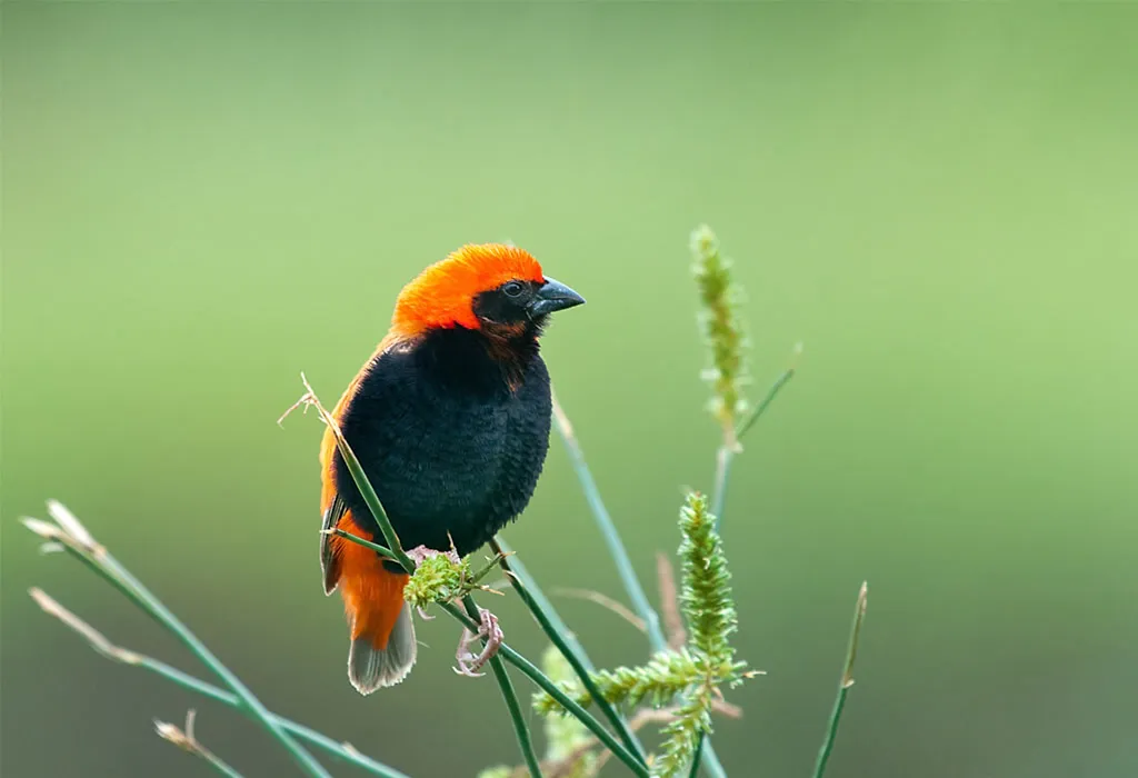 Zanzibar Red Bishop