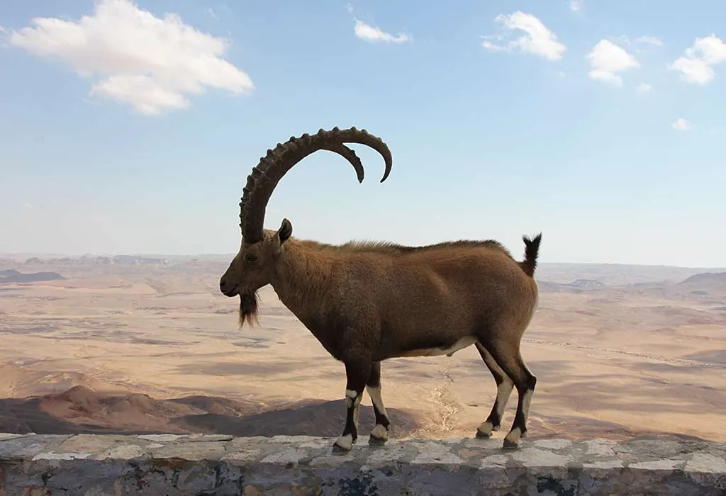 Ibex