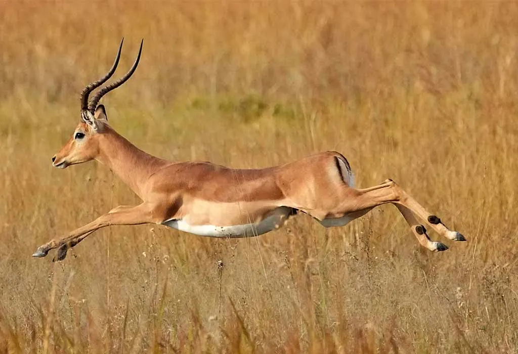Impala