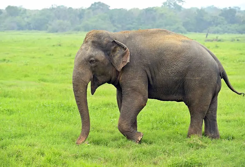 Indian Elephant