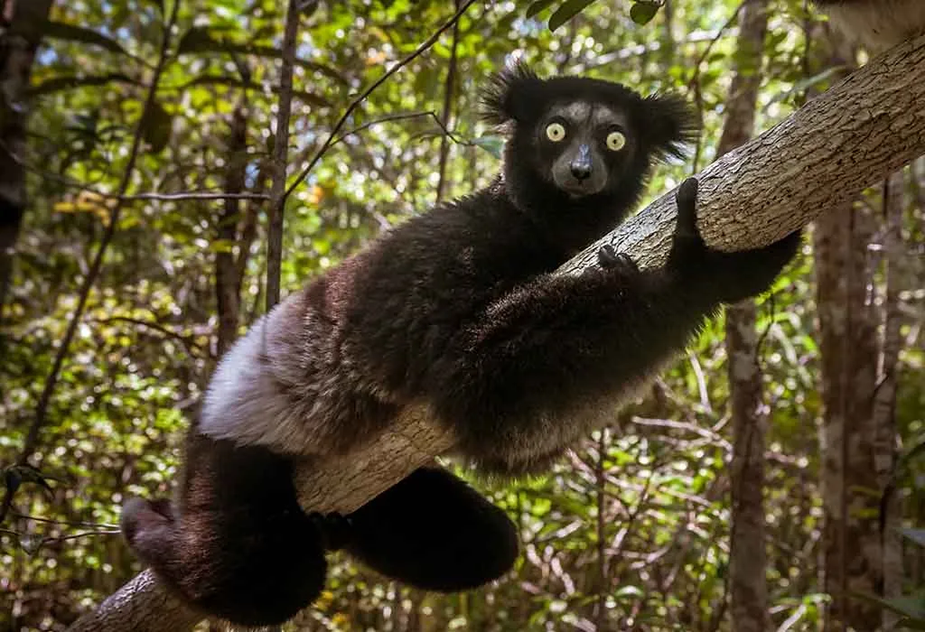 Indri