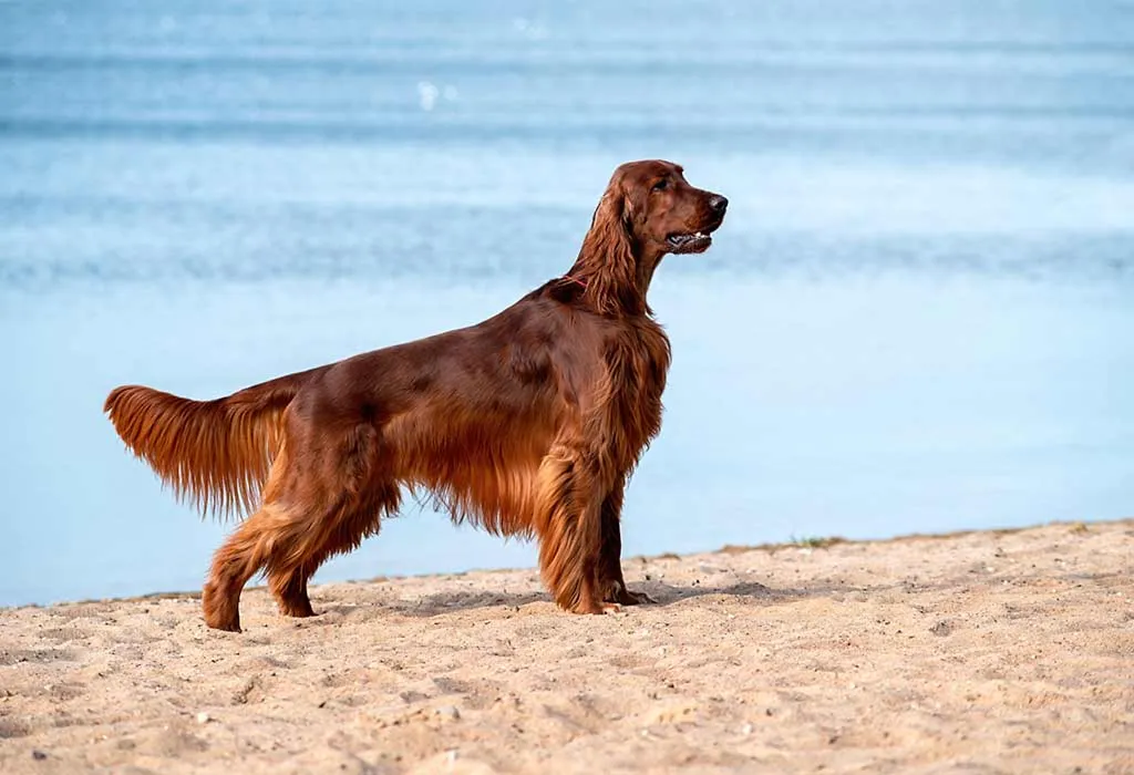 Irish Setter