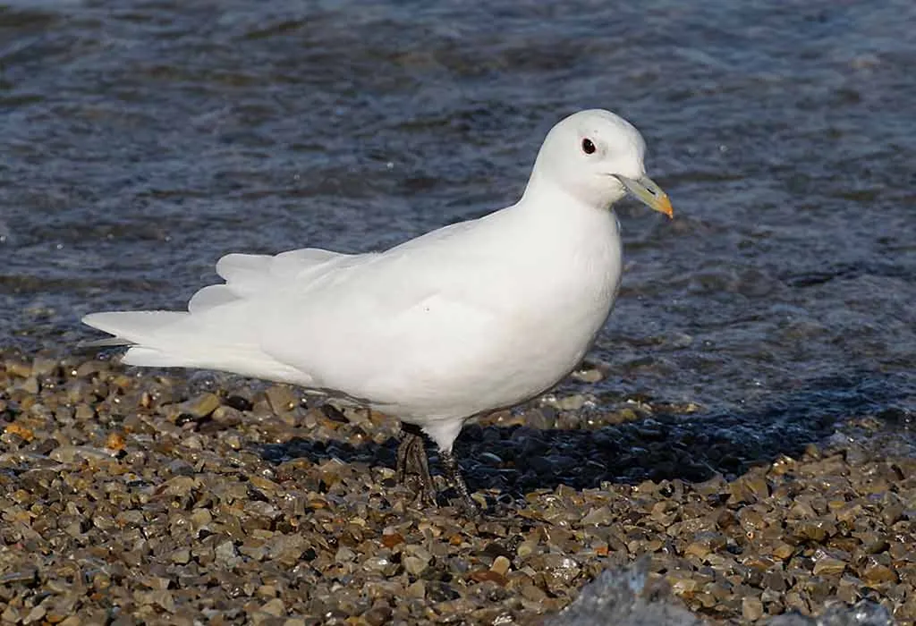 Ivory Gull