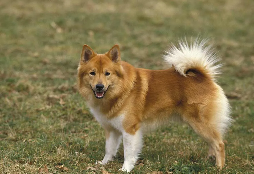 Icelandic Sheepdog