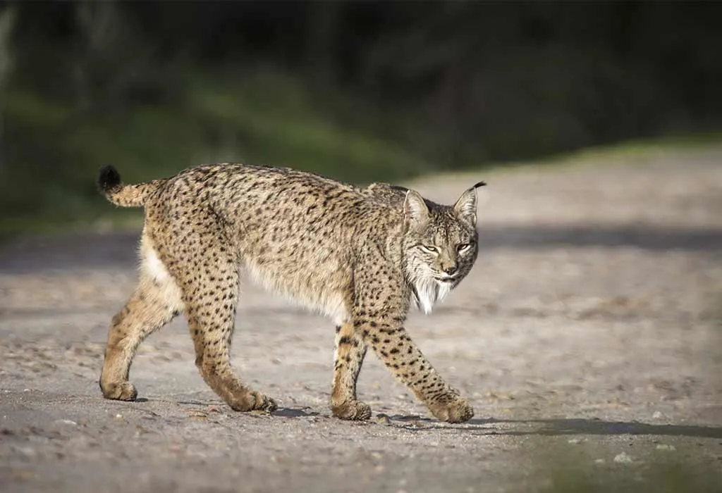 Iberian Lynx
