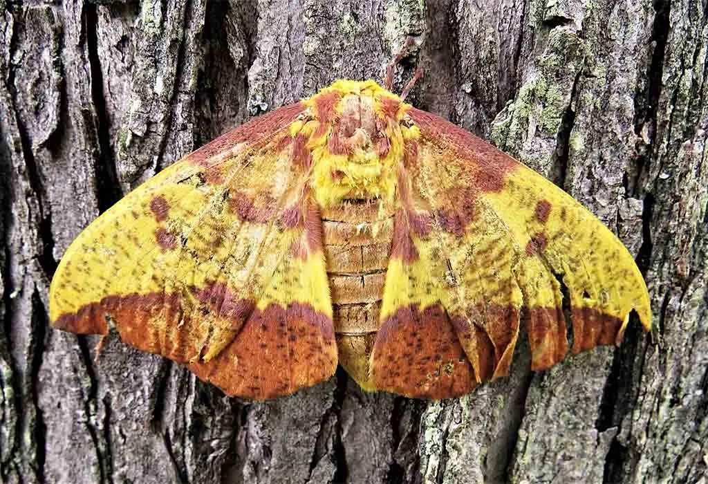 Imperial Moth