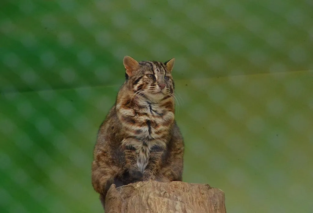 Iriomote Cat
