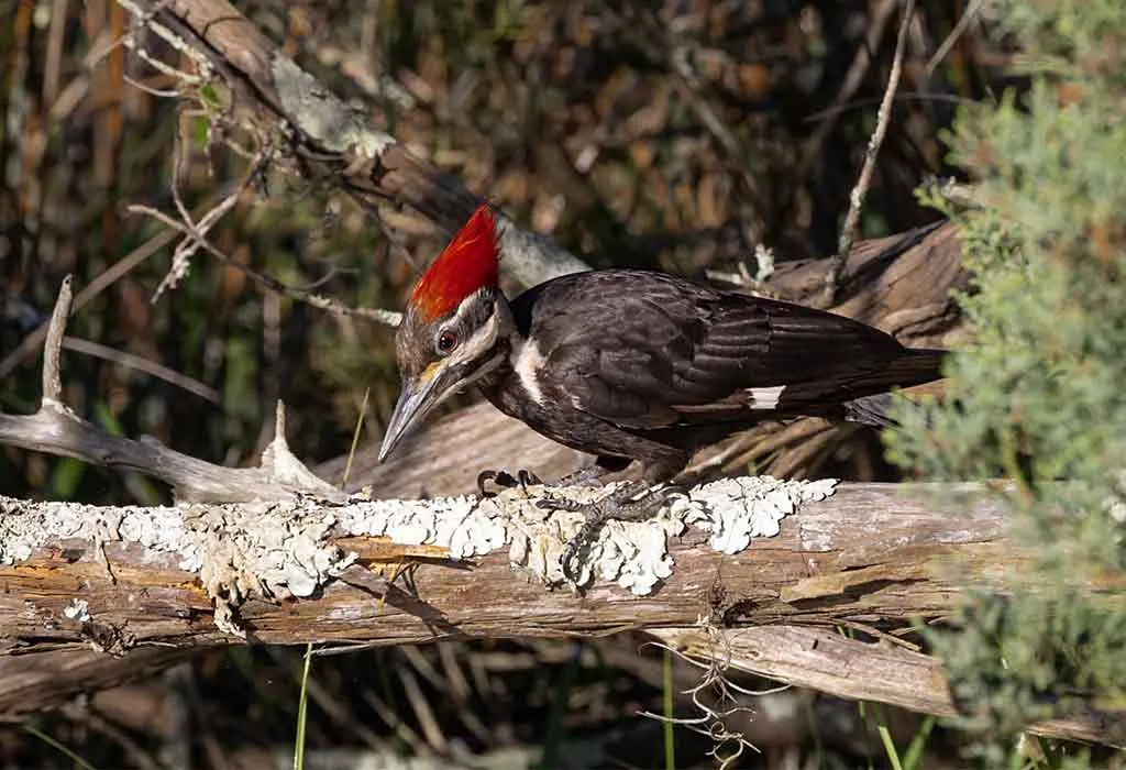 Ivory-Billed Woodpecker