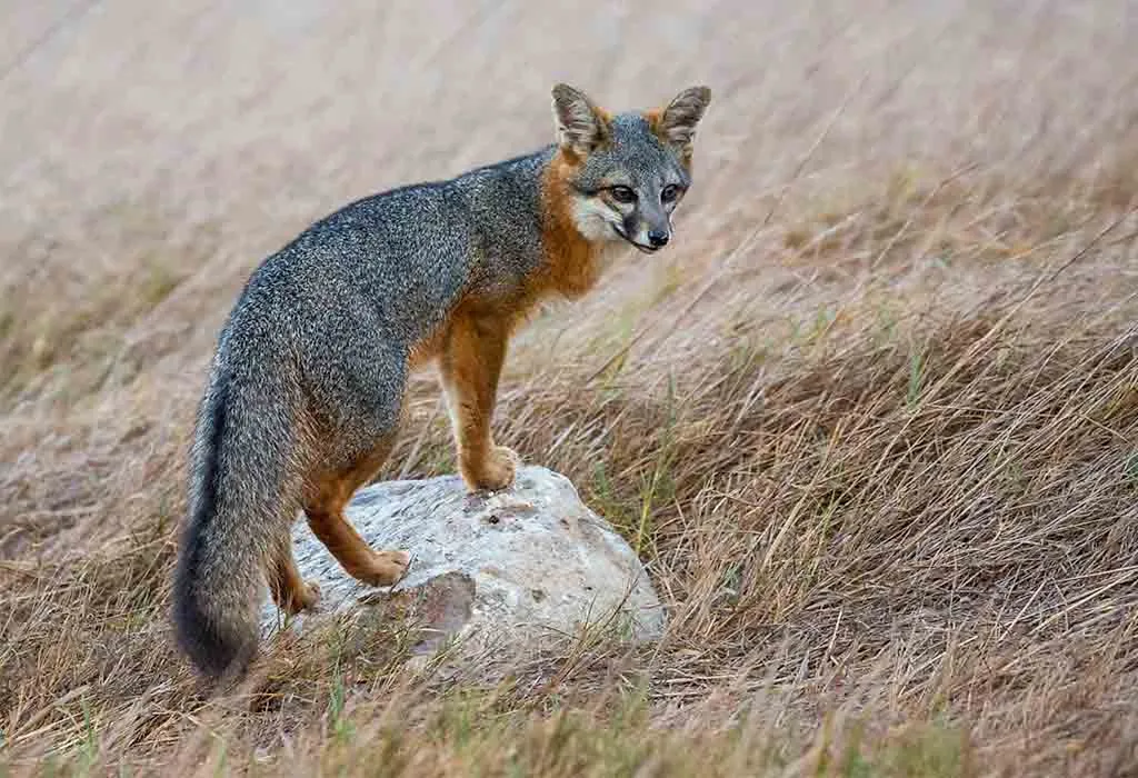 Island Fox