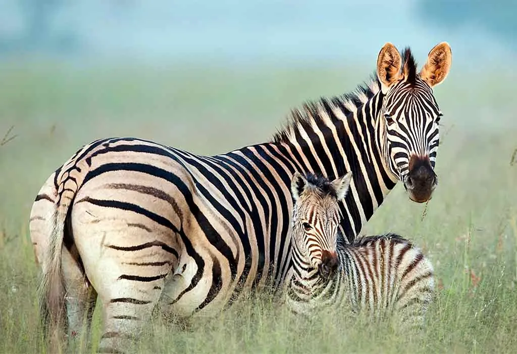 Zebra