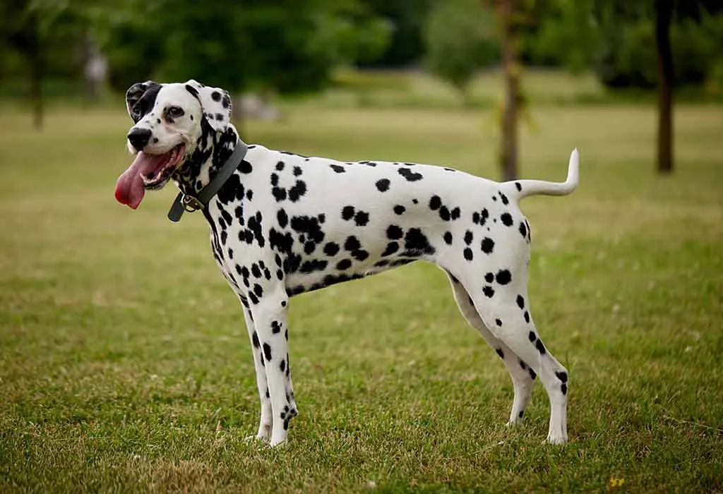 Dalmatian