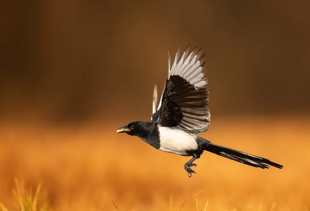 Magpie