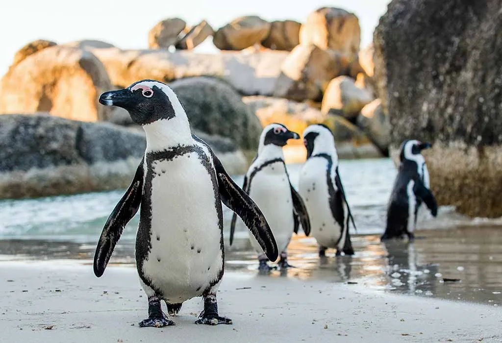 African Penguin