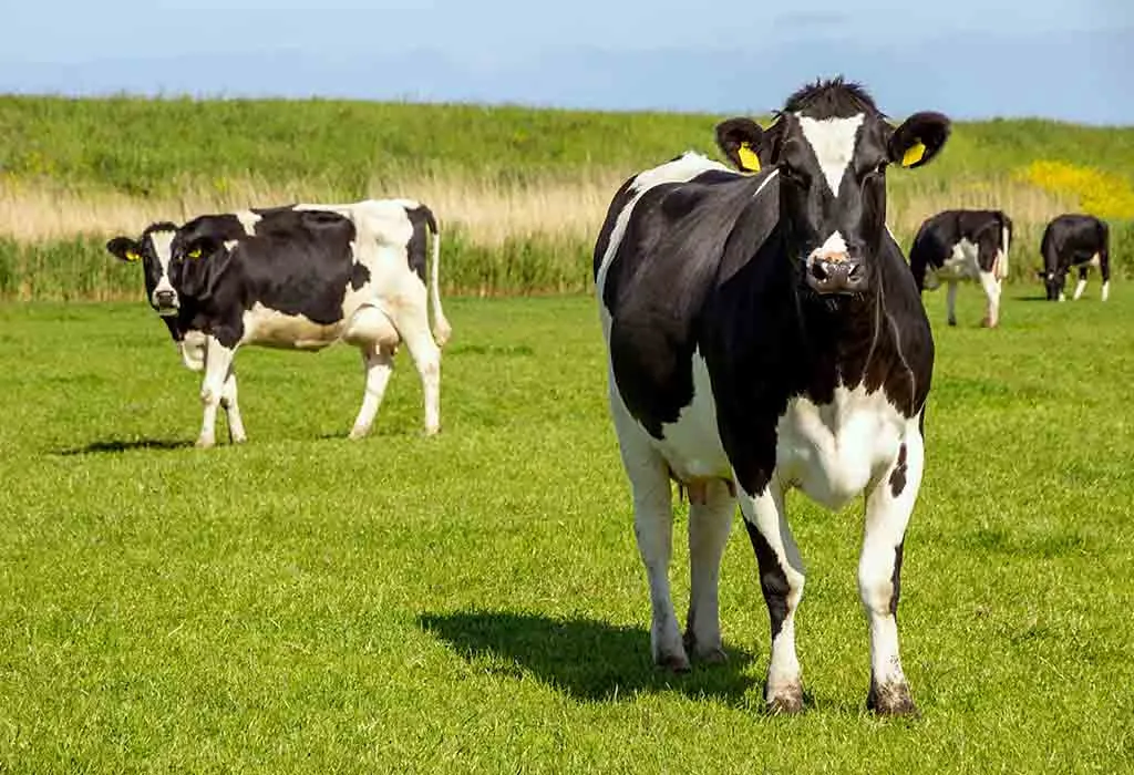 Holstein Cow