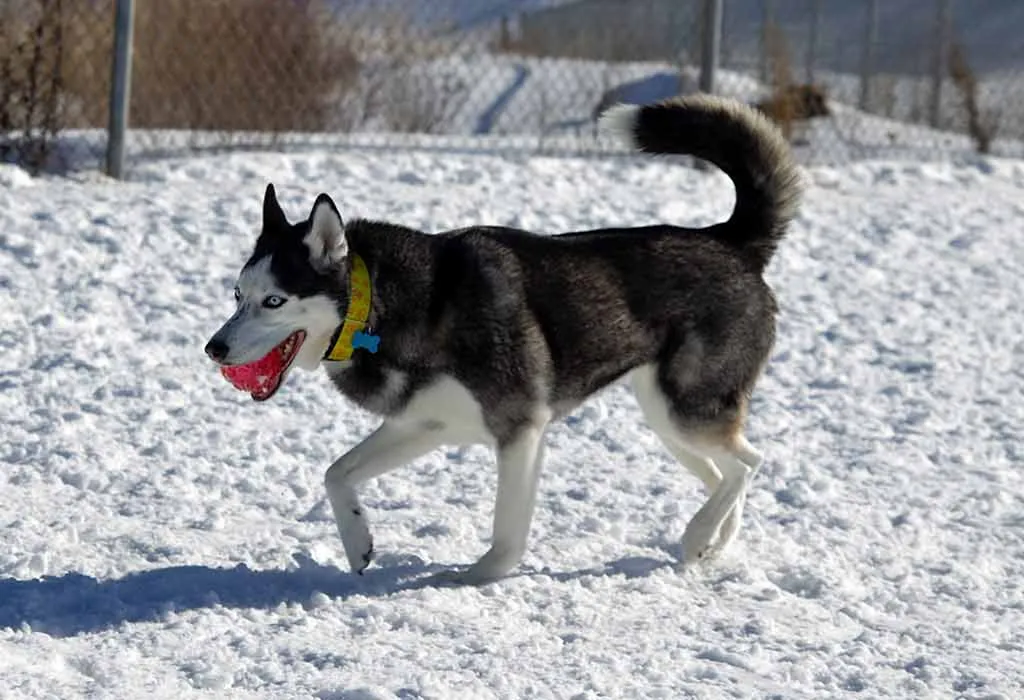 Siberian Husky