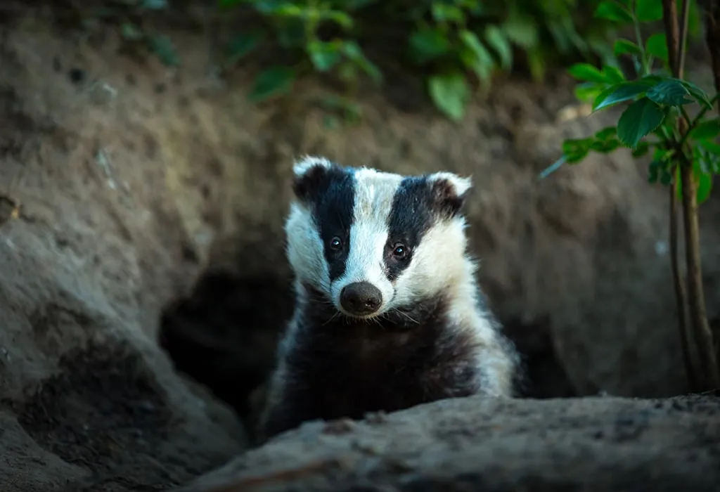 Badger