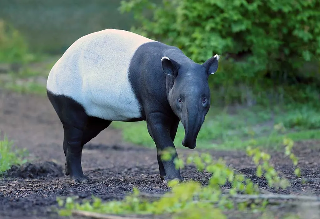 Tapir