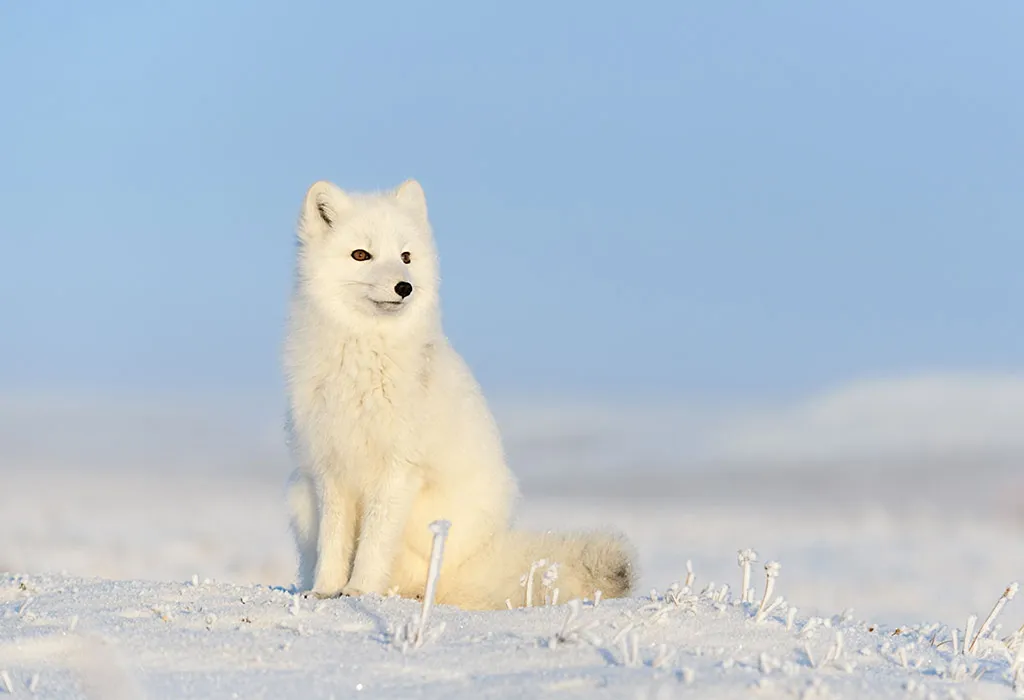 Arctic Fox