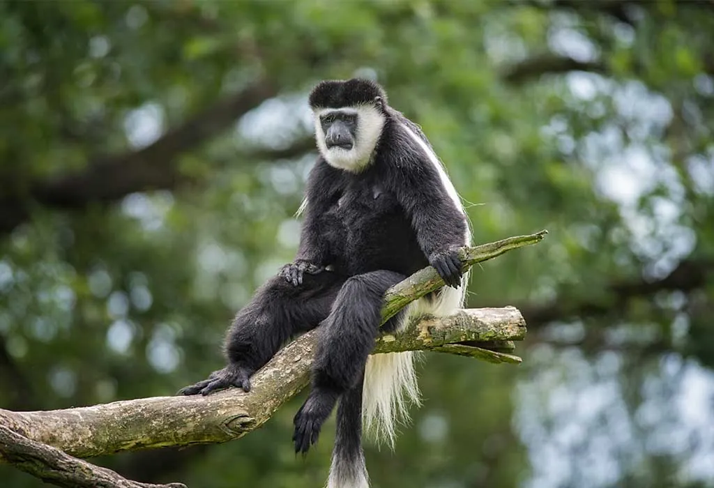 Black and White Colobus Monkey