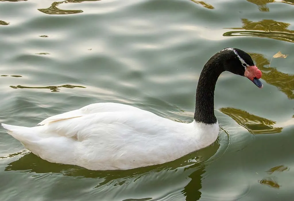 Black-Necked Swan