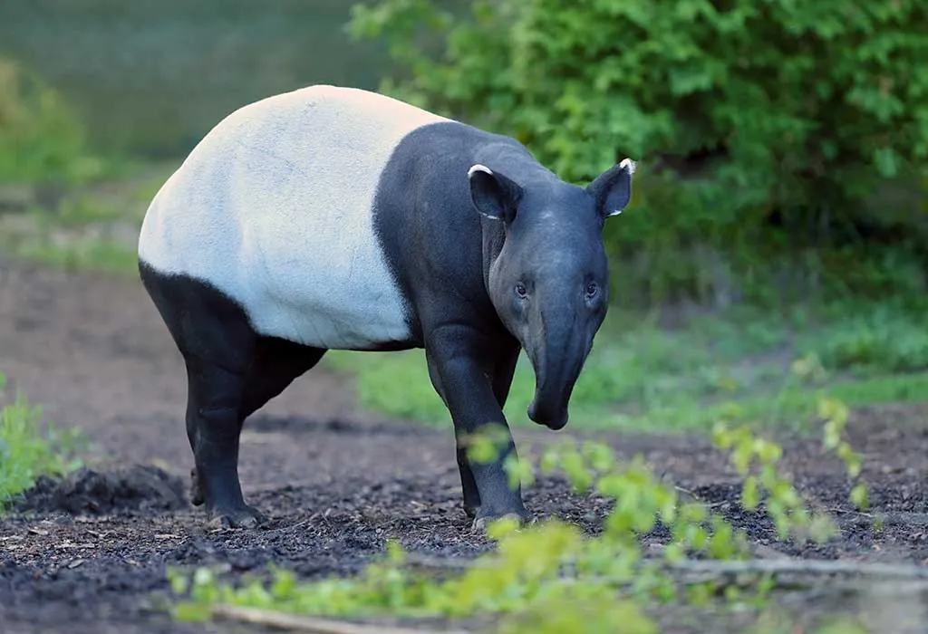 Malayan Tapir