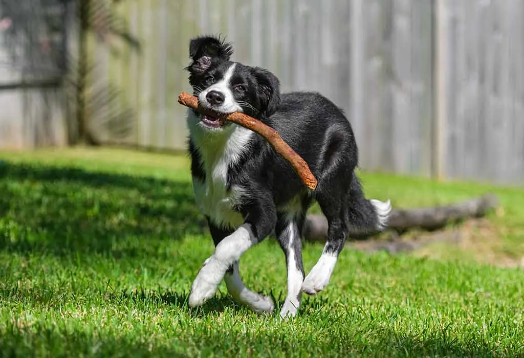 Border Collie