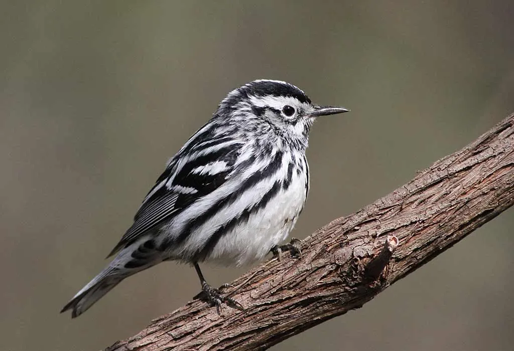 Black and White Warbler