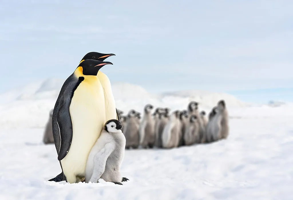 Emperor Penguin