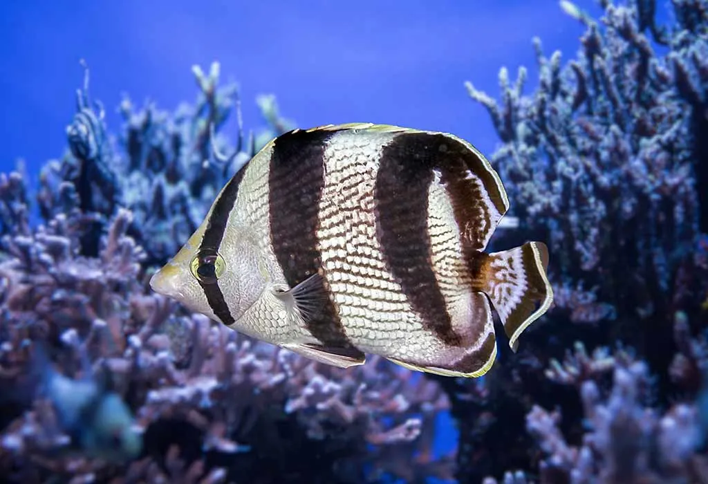 Banded Butterflyfish