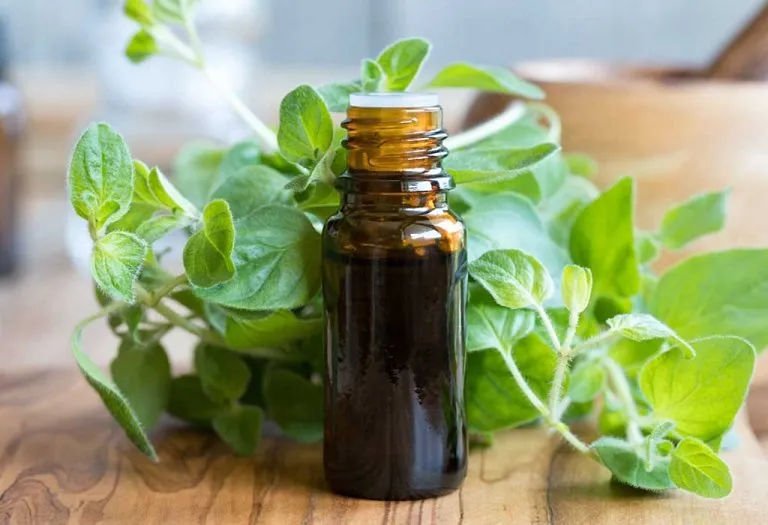 Using Oregano Oil During Pregnancy - Is It Safe?