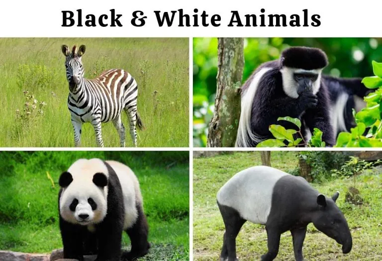 Black And White Animals With Their Names and Pictures