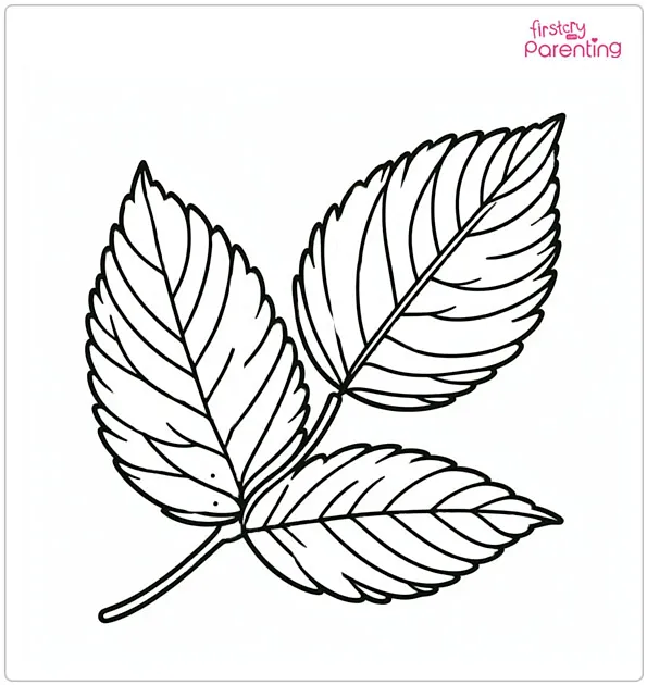 Wild Cherry Leaf Coloring Page
