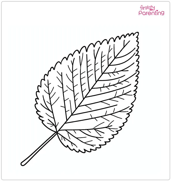 Elm Leaf Coloring Page