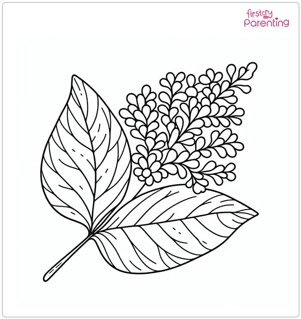 Lilac Leaf Coloring Page