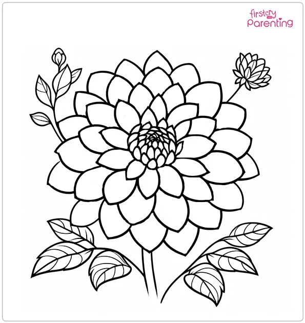 Dahlia Flower Coloring Page